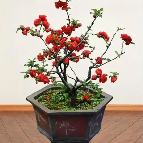 盆栽海棠花的养殖方法和注意事项有哪些?