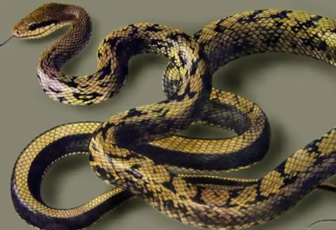 黑眉锦蛇吃什么