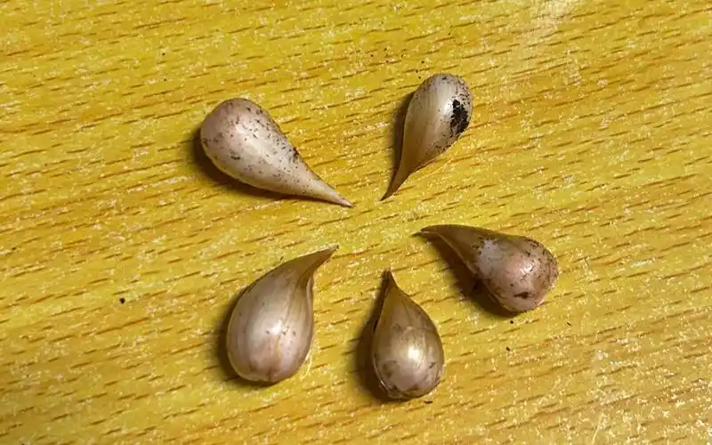 糖霜酢浆草种球开挖,收获还不错