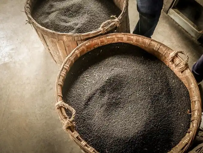 纯手工压榨山茶油原材料是山茶树的果实,山茶树长有闪光的叶子以及艳.