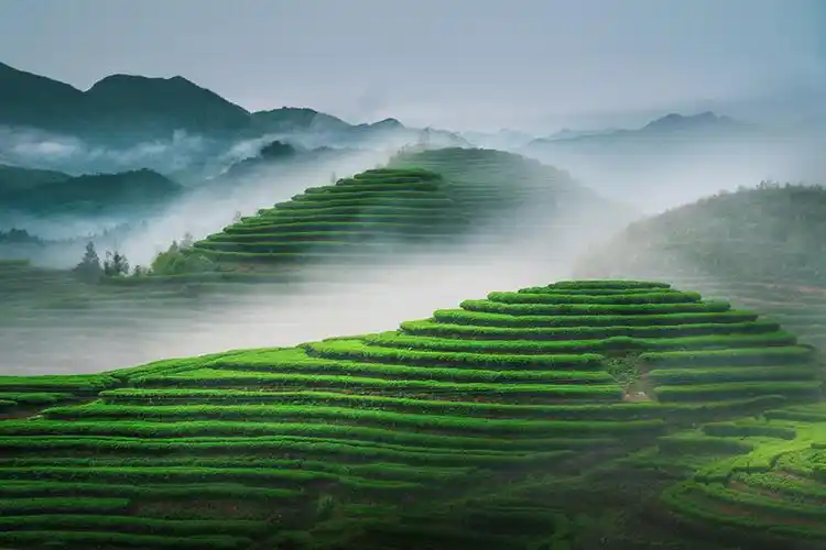 《绿野仙境茶飘香》