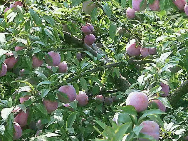 信宜夏令果王"三华李"