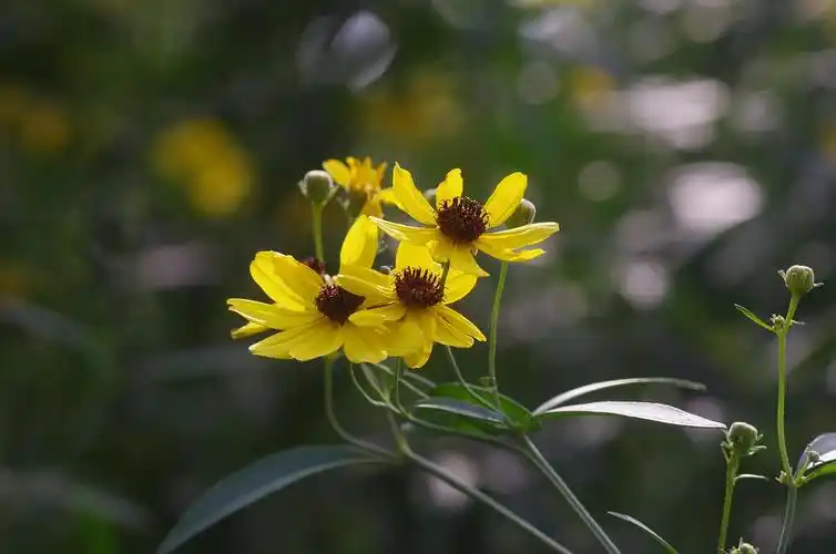 活动照片-北京市植物园植物认知——秋之花果&菊科植物鉴赏指南