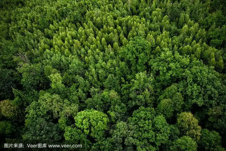 无人机对森林的俯视图
