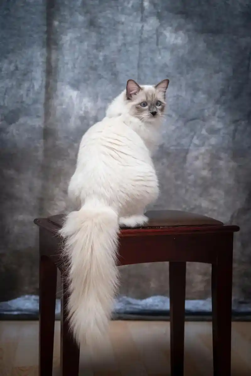 美女写真#宠物摄影 #万里挑一#布偶猫 - 抖音