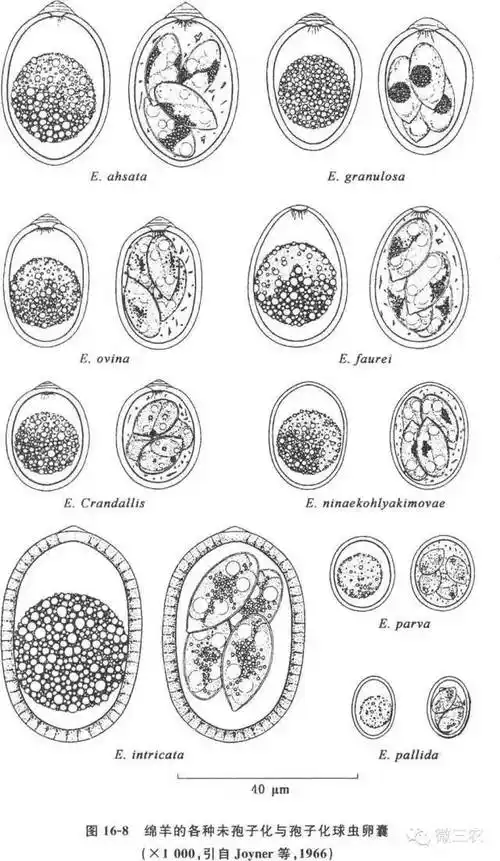 病预防和治疗(一)病原体山羊球虫病的病原体系艾美尔科艾美尔属的原虫