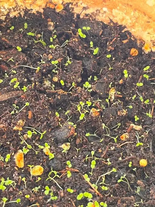 大家帮我看看矮牵牛怎么了0101