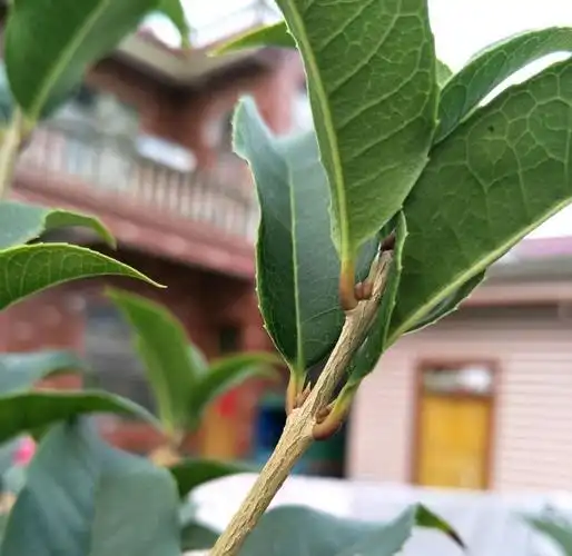桂花的叶芽和花芽长啥样,养好几年的桂花不开花怎么办?只需2点