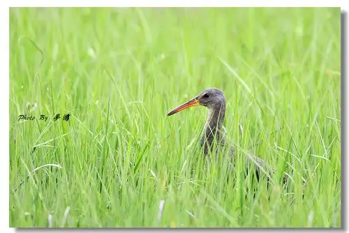 [原创摄影] 长嘴秧鸡9p