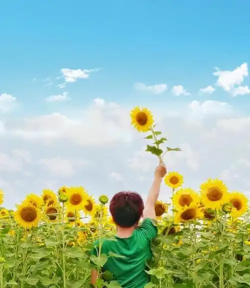 抖音向日葵是什么梗的简单介绍