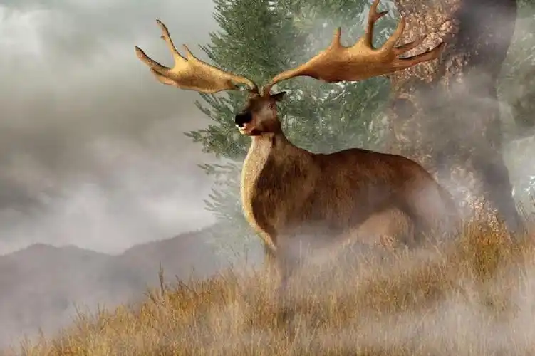 爱尔兰麋鹿,世界上最大的鹿