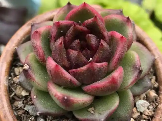 玫瑰系多肉中的贵族黑水晶玫瑰可以养出糖心选对品种是关键