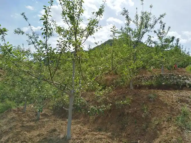 山坡梯田种植使得苹果光照足,具有独特口味