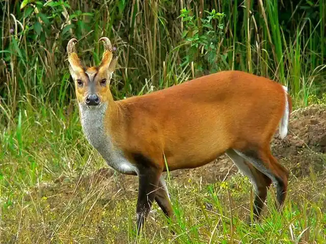 麂子是几级保护动物,麂子是几类保护动物(农村常见的野味)