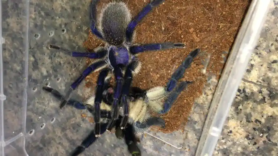 百分之九十九的女生看了这个梦幻蓝蜘蛛视频都流泪!