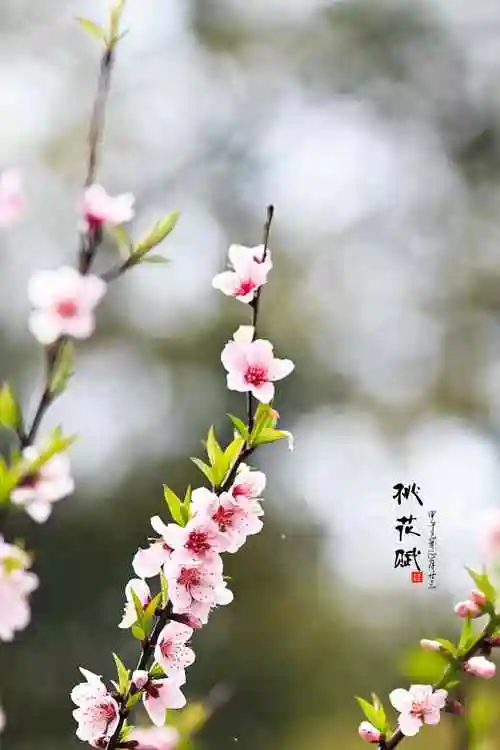 小清新好看的桃花手机壁纸