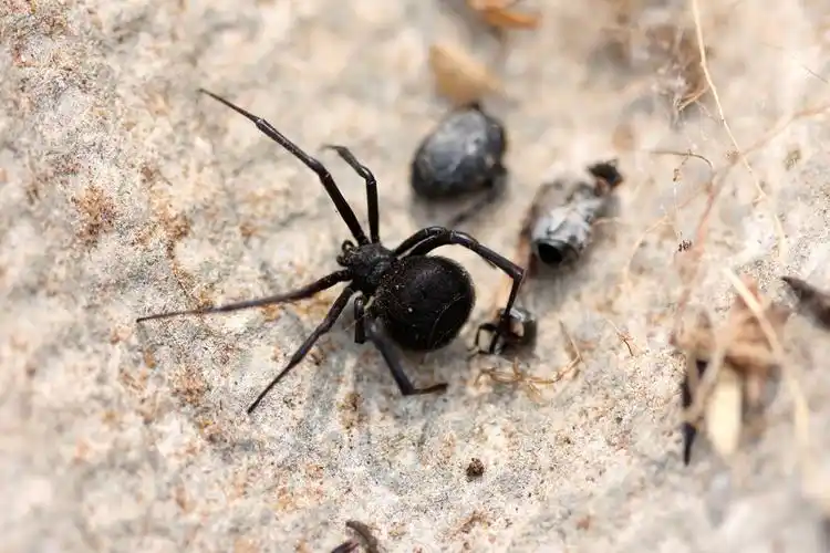 中国的黑寡妇蜘蛛目araneae球蛛科theridiidae寇蛛属latrodectus