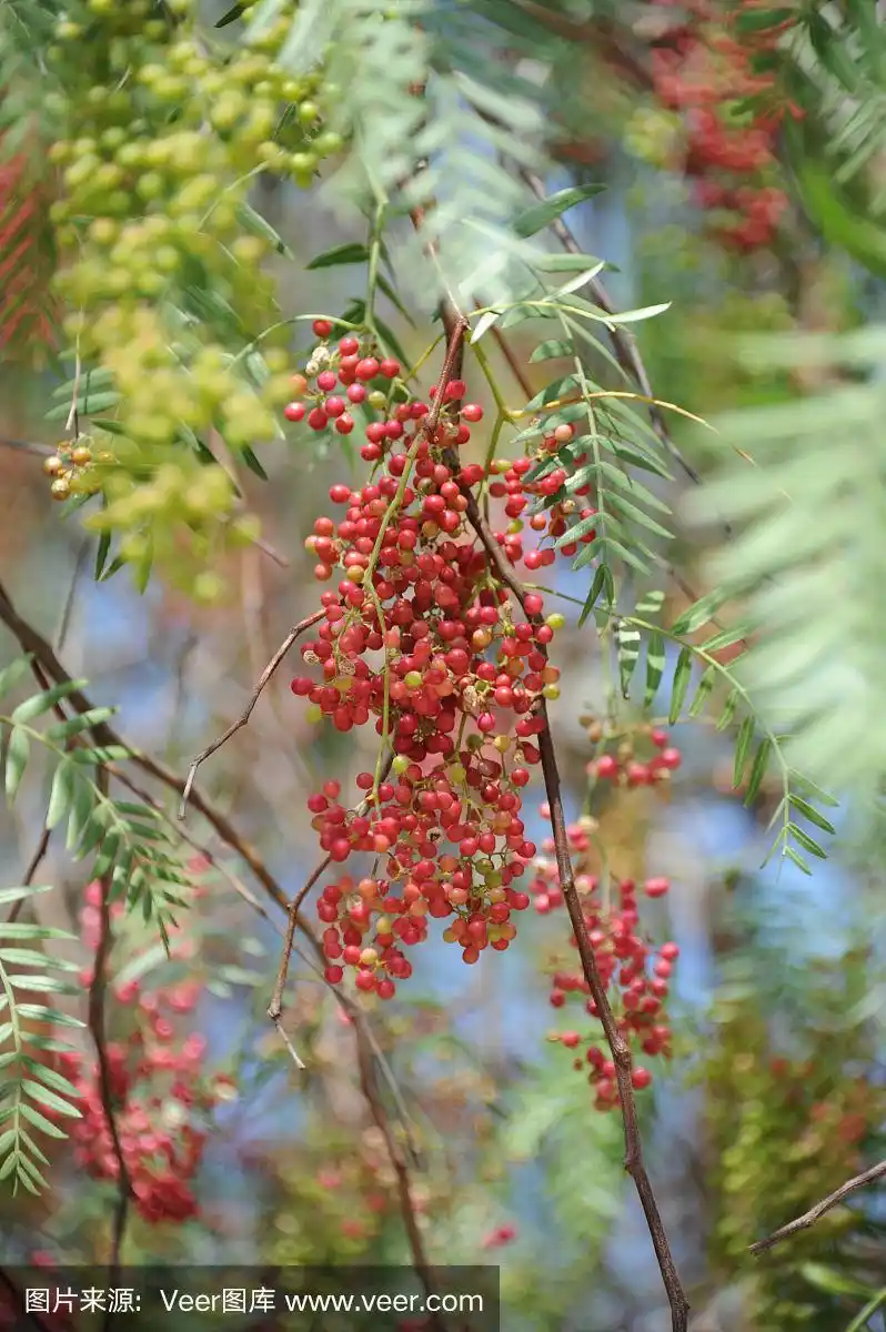 西班牙树上的红胡椒