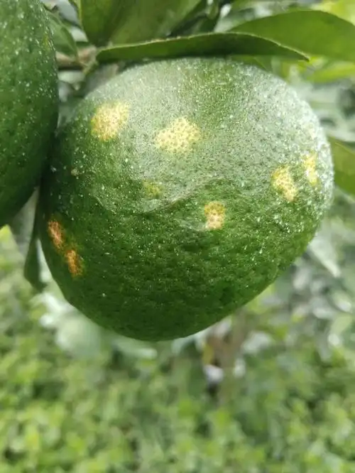 柑橘油斑病的3防1治理