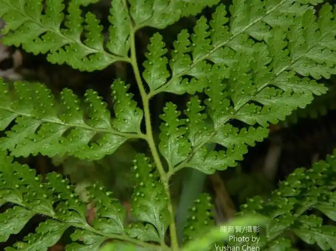细叶姬蕨hypolepis tenuifolia (forst.) bernh., 1806