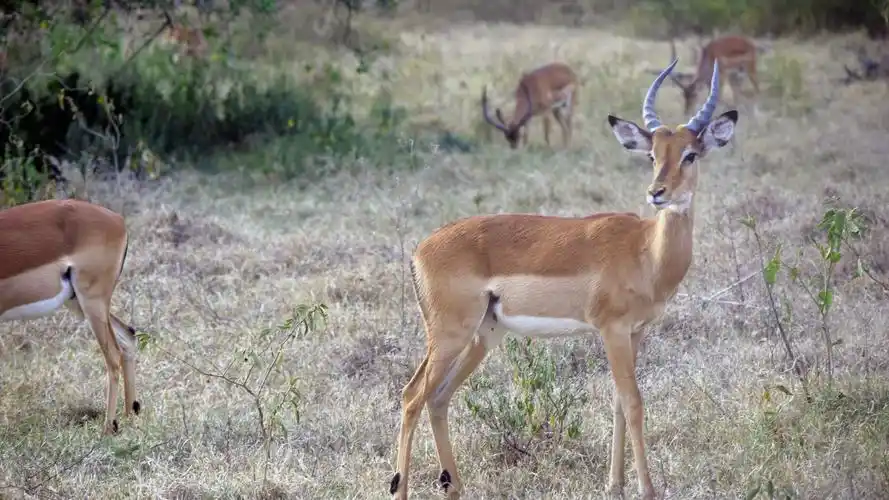 羚羊壁纸【27】壁纸是一款电脑壁纸,属于动物分类
