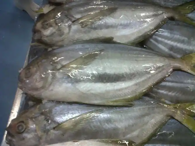 供应优质 厄瓜多尔 南美鲳 鲳鱼