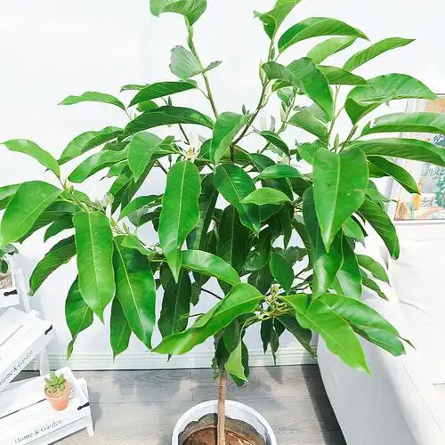 爱优优尚白兰花盆栽花卉白玉兰玉兰花树老桩室内阳台花卉