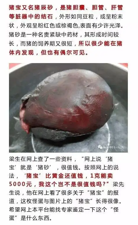 廉江猪肉佬杀出天价猪宝疑价值过百万