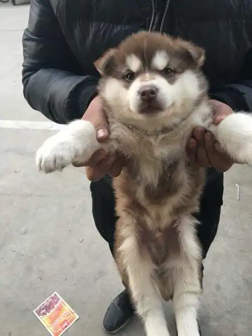 蓝眼睛的阿拉斯加是哈士奇串串吗