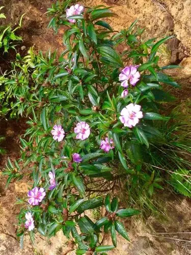 台山的野花 - 美篇