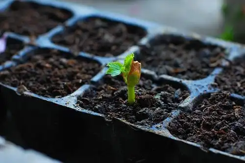 苦瓜终於出苗了