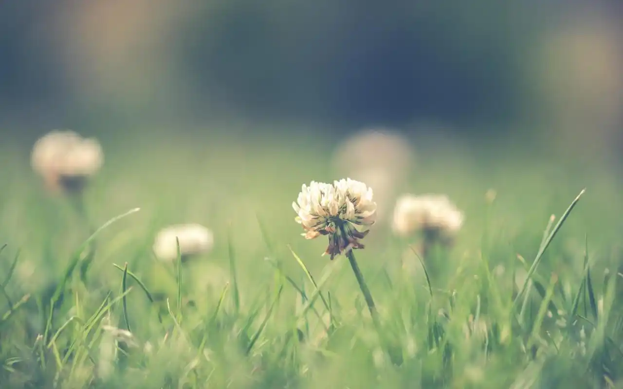 电脑壁纸 花卉 植物 qq空间非主流小清新唯美背景图