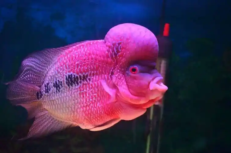 罗汉鱼怎么养怎么养罗汉鱼