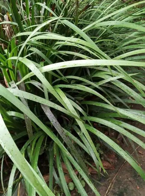 苏炫五香草新鲜现挖五香叶苗可食用调味香料阳台盆栽种苗去腥植物香料