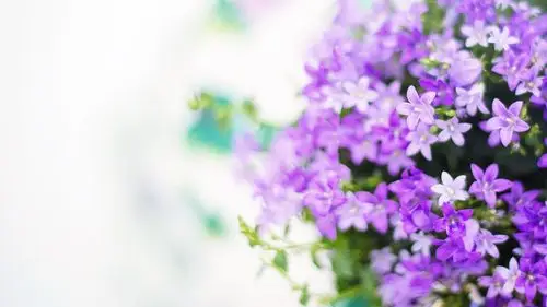 小清新唯美紫色小花图片桌面壁纸