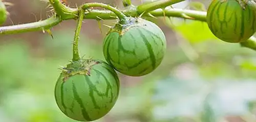 刺茄的功效和作用