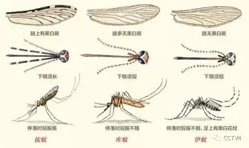 目前我国危害比较大的白纹伊蚊,也就是通常说的"花蚊子",可以传染