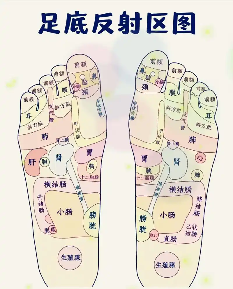 足部反射区#养生#国学文化#中华传统文化 - 抖音