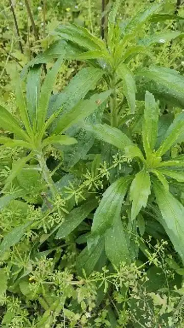 田野植物,小蓬草