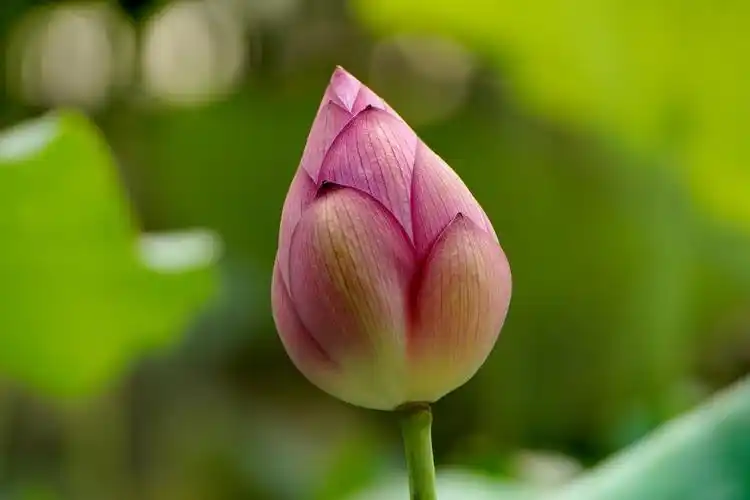 荷花图片大全大图高清图片(荷花照片高清图片)