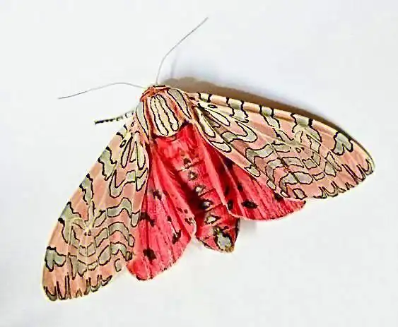 剪纸艺术般的蛾子