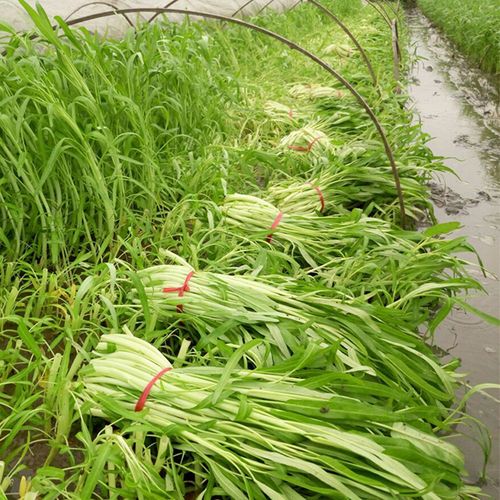 种子柳叶白梗空心菜通菜蔬菜广东春夏夏秋种植家庭园艺种子