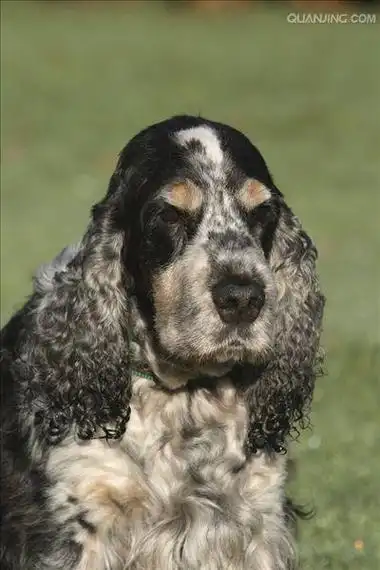 english cocker spaniel)又称 a href="#">确架獚 /a>, a href="#"