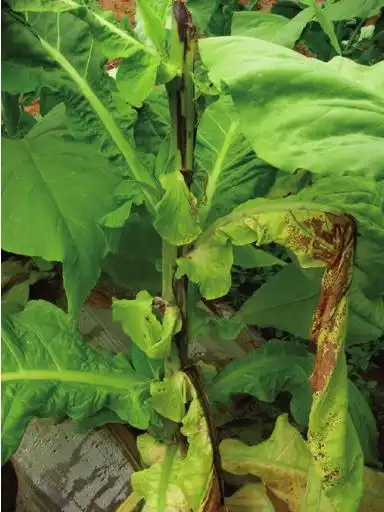 图13 烟草青枯病症状b图13 烟草青枯病症状c2.