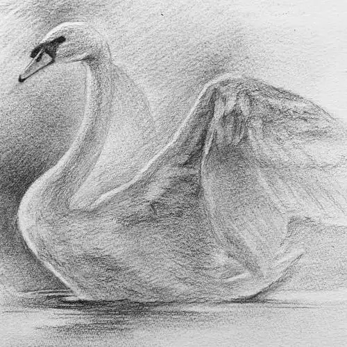 日绘社丨画一只白天鹅_素描教程绘画学院_零二七艺考