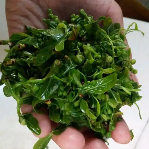 [官方直营]珍珠菜 金寨特产 农家自制 晾晒