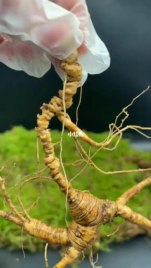 一支纯野山参16克35年以上