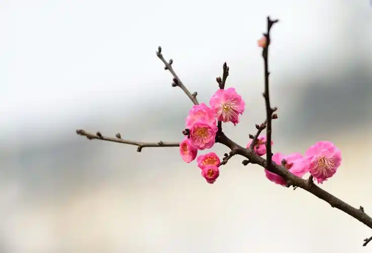 红梅图片花卉鲜花花朵梅花红梅