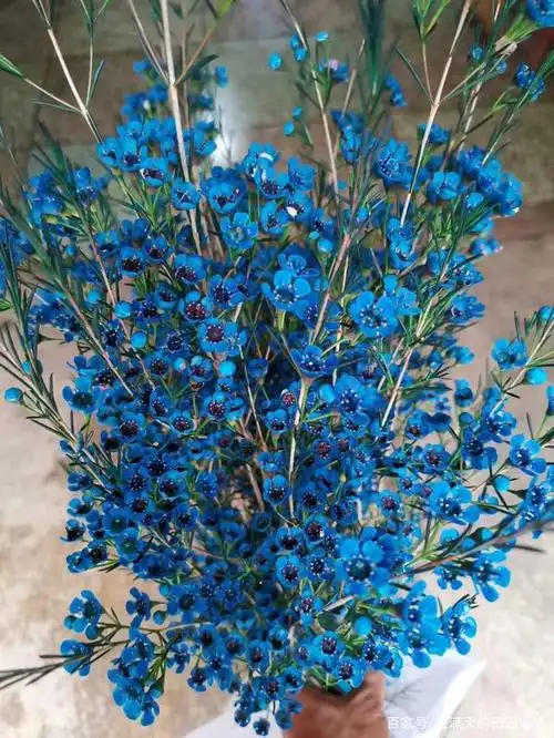 五颜六色的澳洲腊梅