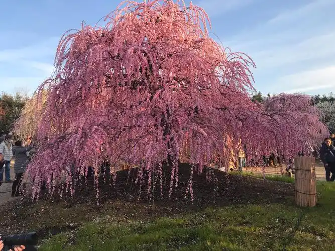 其它 铃鹿森公园—龙梅"枝垂れ桜" 写美篇于是周六